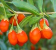 Goji Berry